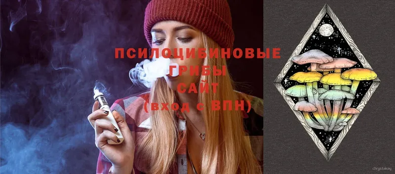 купить   Новокузнецк  Галлюциногенные грибы Psilocybe 